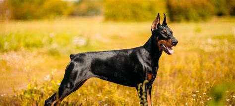 Doberman Ears Cropping vs. Natural: Which Is Better for Your Dog ...