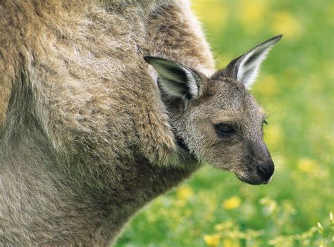 Baby Kangaroo Wallpapers - Top Free Baby Kangaroo Backgrounds ...
