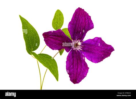 Purple Clematis Flower Isolated On White Background Stock Photo Alamy