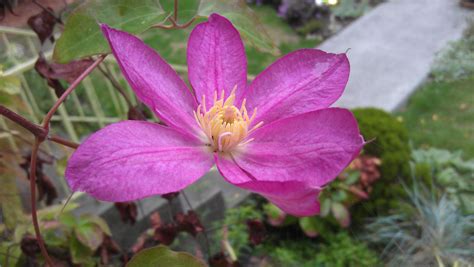 Clematis Vancouver Fragrant Star | Clematis in Seattle