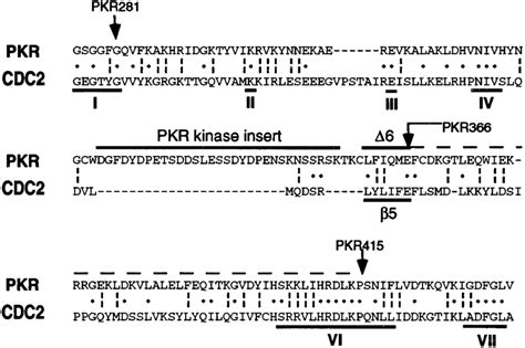 An Alignment Of A Portion Of The Catalytic Domains Of Human Pkr And