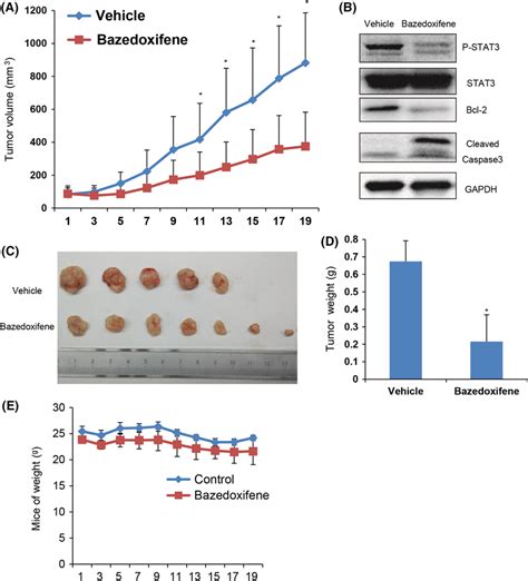 Bazedoxifene Inhibits Tumor Growth In Hepg Mouse Xenograft Model