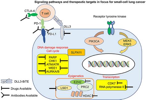 Frontiers Targeted Therapies And Biomarkers In Small Cell Lung Cancer