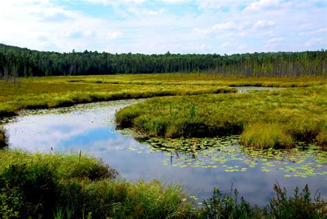 New Economic Model Finds Wetlands Provide Billions In Filtration Value