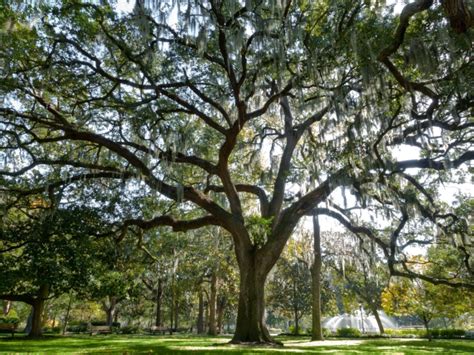 Southern Live Oak Tree • Just Fruits and Exotics