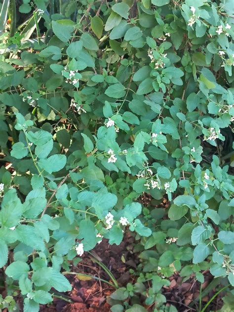 Lippia Origanoides Kunth Mexican Oregano World Flora Pl Ntnet Identify