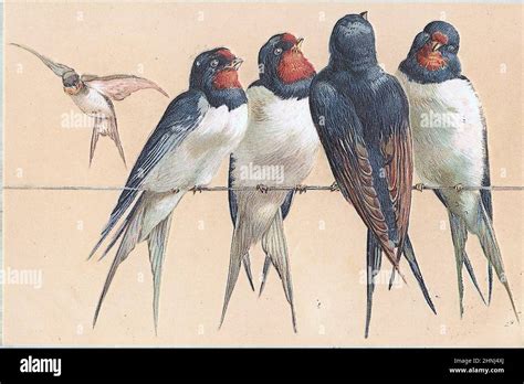 Vintage Victorian bird illustrations Stock Photo - Alamy