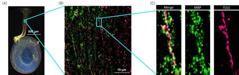 3d Super Resolution Imaging Of Myelin Structure In Human Ipsc Derived