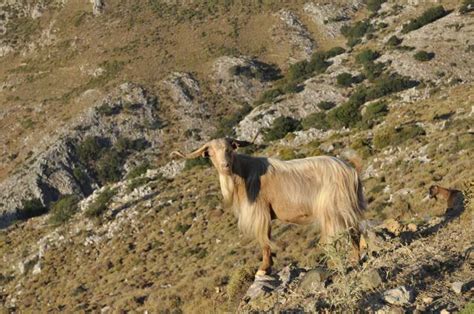 Private Tour Knossos Lasithi Plateau Zeus Cave Getyourguide