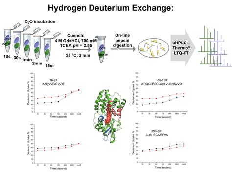 Hydrogen Deuterium Exchange The Liu Laboratory Washington