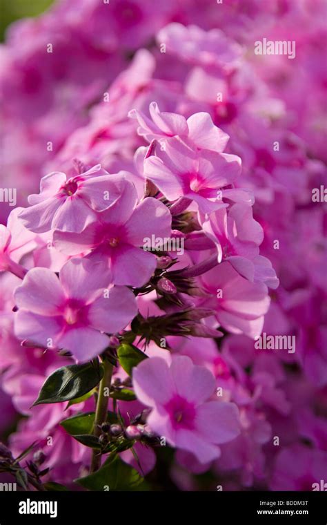 Phlox Paniculata Eva Cullum Stock Photo Alamy