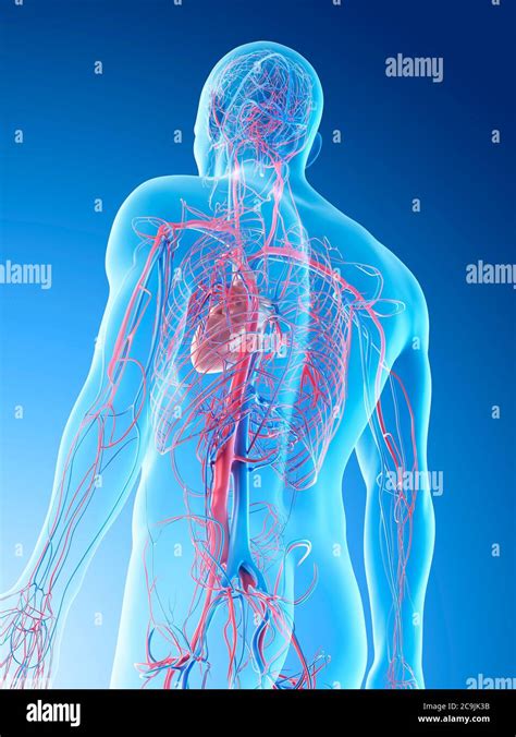 Blood Vessels Of The Body