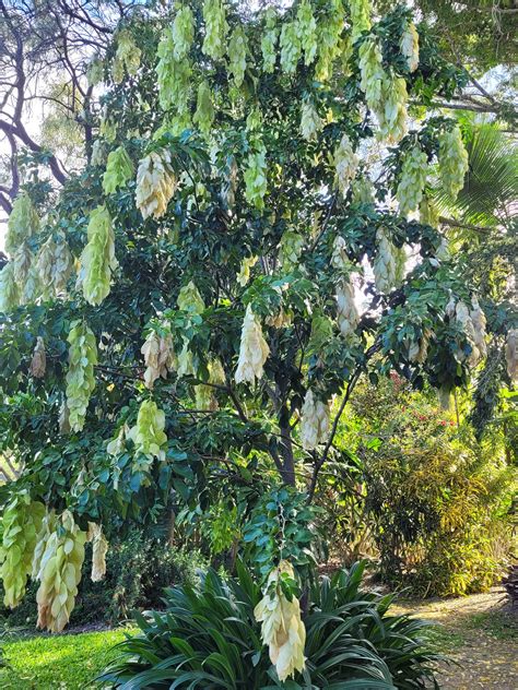 Handkerchief Tree - Maniltoa lenticellata - Project Plants