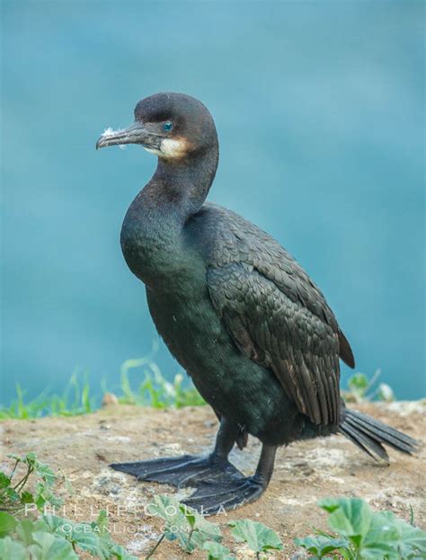 Brandt S Cormorant Phalacrocorax Penicillatus La Jolla California