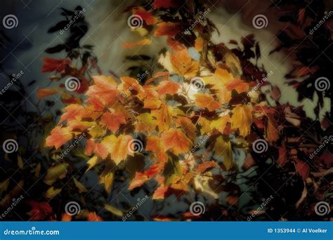 Leaves of october stock photo. Image of blue, water, seasonal - 1353944