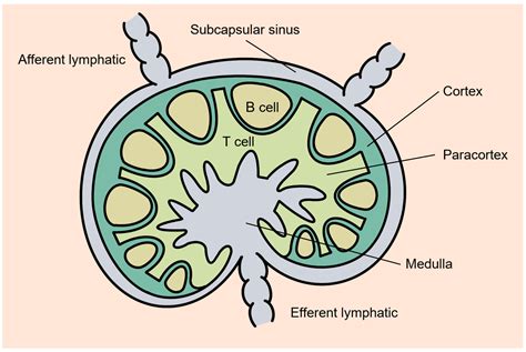 Pharmaceutics Free Full Text Nanoparticles For Lymph Node Directed