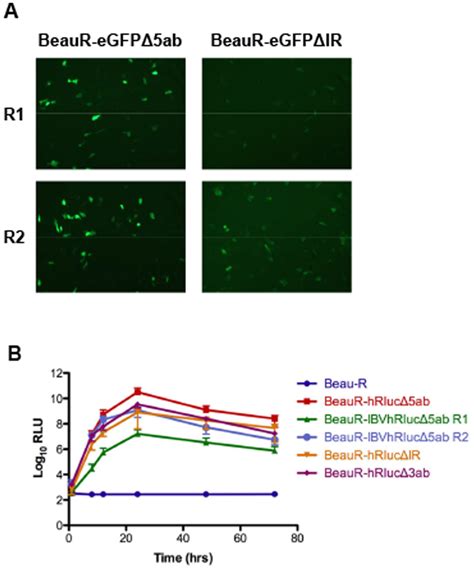 Analysis Of Reporter Gene Expression A Expression Of Egfp Observed