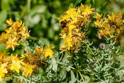 Abejorro Sobre Las Flores Amarillas De La Hierba De San Juan Hypericum