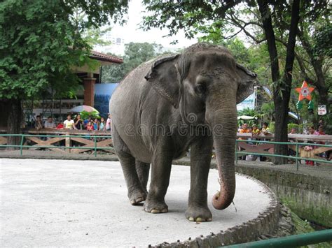 Elephant, Manila Zoo, Manila, Philippines Editorial Image - Image of ...