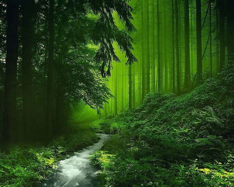 A clear river in the green, Green Forest HD wallpaper | Pxfuel