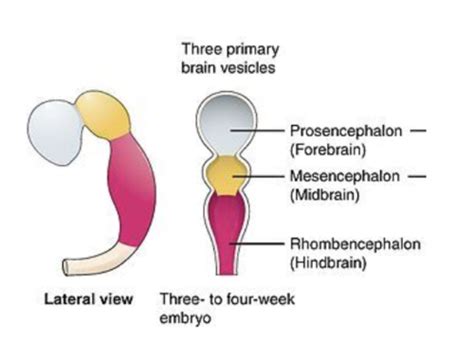 Survey On The Neural Basis Of Behavior Exam Review Ch Flashcards