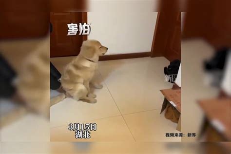 主人把狗狗推到小猫面前，狗狗瑟瑟发抖，一秒吓回原位