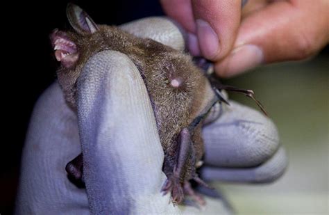 Eglinton Valley Lesser Short Tailed Bat Monitoring Programme Our Work