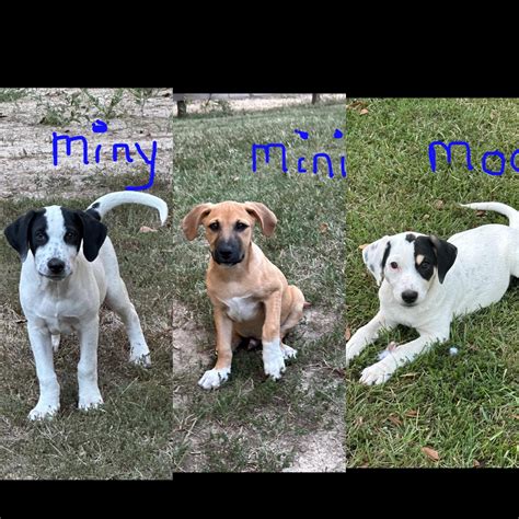 Adopt Mini, miny, Moe Today - Find Paw Pal