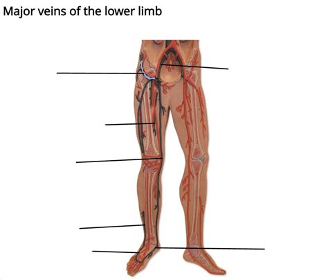 Anatomy Lab Final Diagram Quizlet