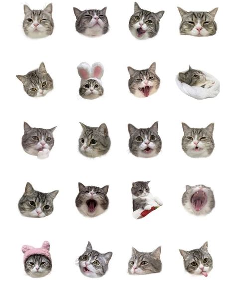 Many Different Types Of Cats With Their Mouths Open And Eyes Wide Open