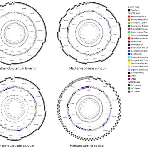 Annotated Genome Maps Highlight Key Methanogenesis Genes Circular Download Scientific Diagram