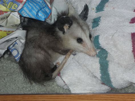 Update: The opossum with all of the babies : pics