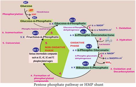 Pentose Phosphate Pathway In Plants