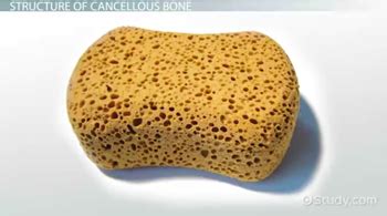 Cancellous Bone Definition & Function - Lesson | Study.com