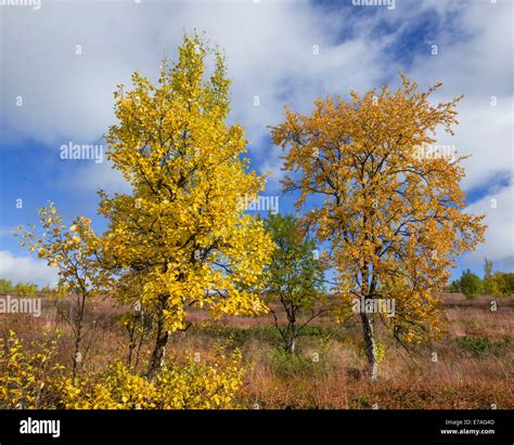 Vasterbotten County Hi Res Stock Photography And Images Alamy