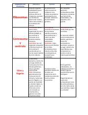 Organelos De La Celula Pdf Organelos Sin Membrana Ribosomas