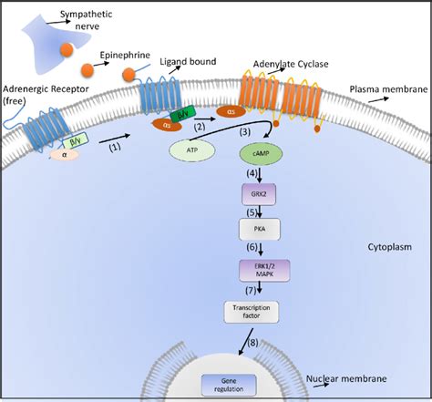 Canonical β2 adrenergic receptor signalling Binding of norepinephrine