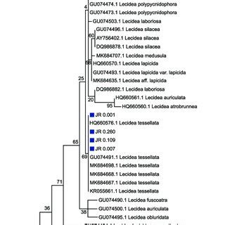 Maximum Likelihood Ml Analysis Inferred From Nrits Region Sequences