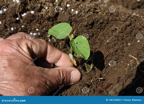 Cultivo Dos Feij Es De Soja Verdes Foto De Stock Imagem De Alimento