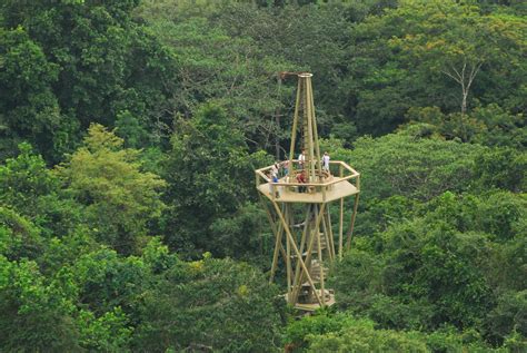 Birdwatchers' favourite! - Panama Rainforest Discovery Center - Birdwatching Tower