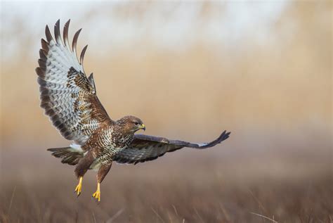 Buzzard Bird Facts | Buteo Buteo