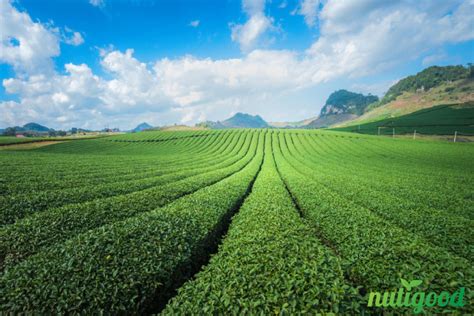 Antioxidants in Green Tea: What you need to know - Nutigood.com