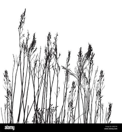 Real Grass Silhouette Vector Stock Vector Image And Art Alamy