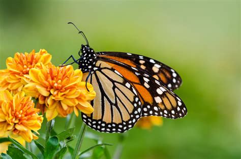 La Fauna Y La Flora De México Mis Animales