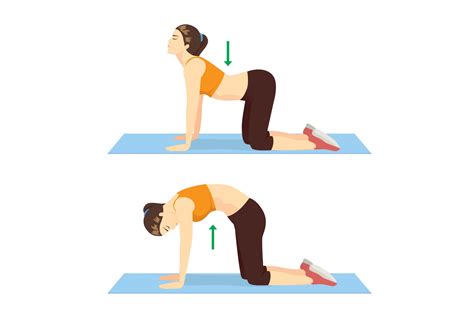 Yoga pose cat cow illustration - Mather Hospital