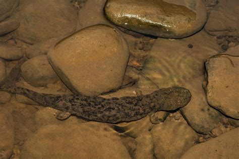 11 Surprising Facts About Salamanders