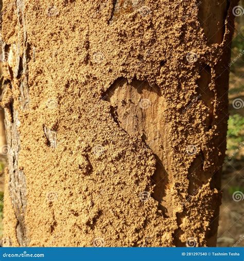 termite house 4