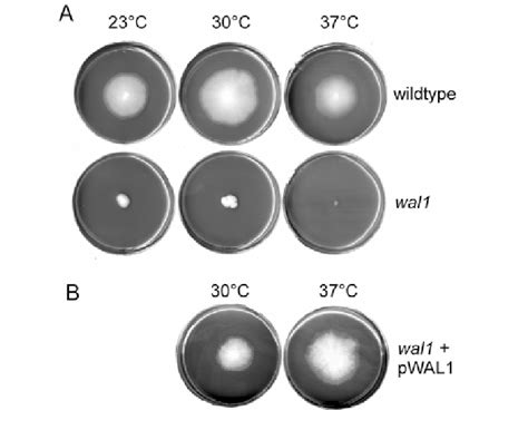 Growth Assay Of Wild Type And Mutant Strains A Wild Type And Wal1