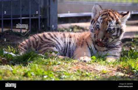 Amur tiger cubs Stock Photo - Alamy