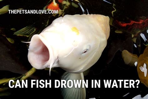 Your Fish Can Drown In Water. Here is Why.